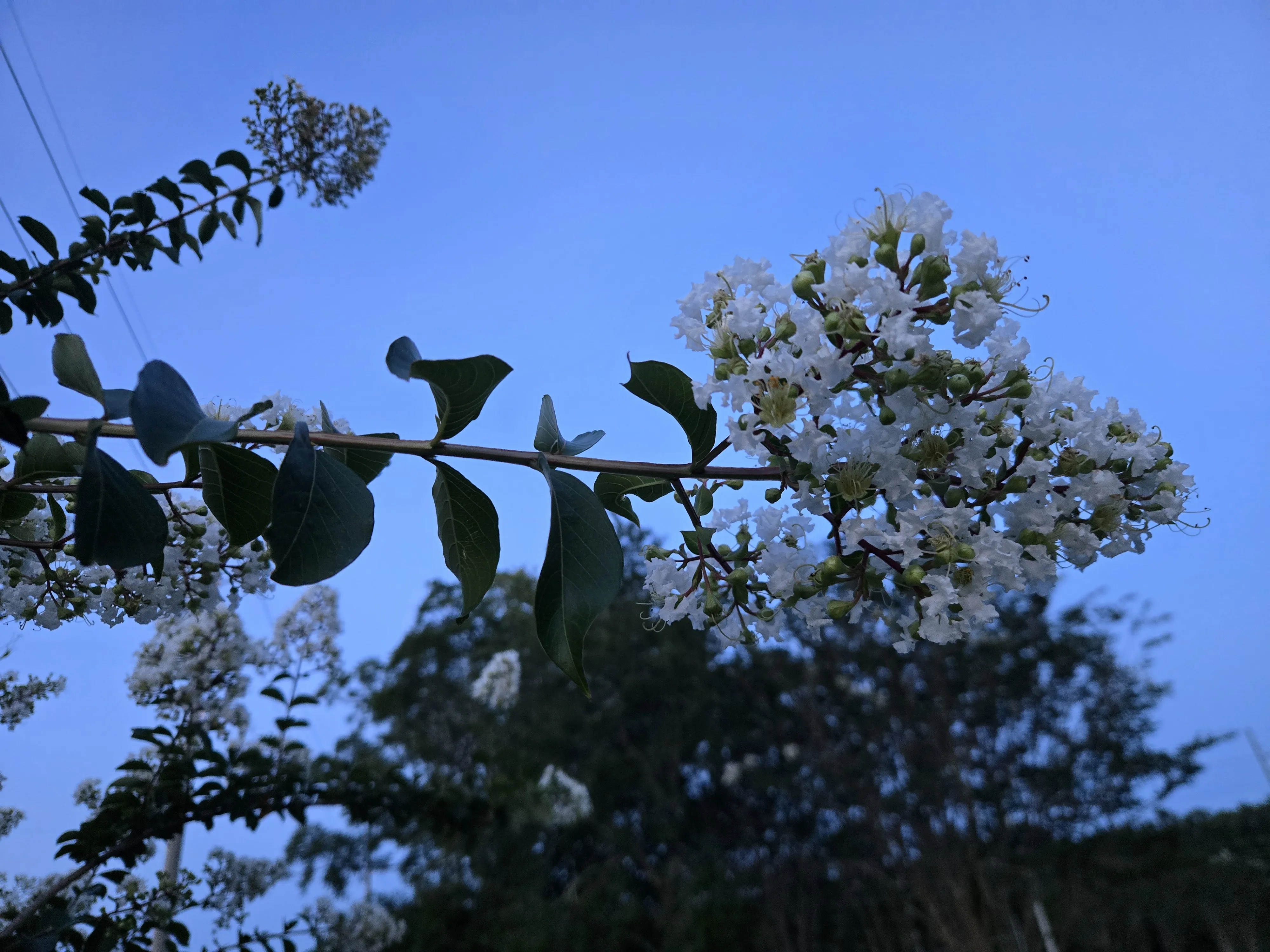 綺麗な花