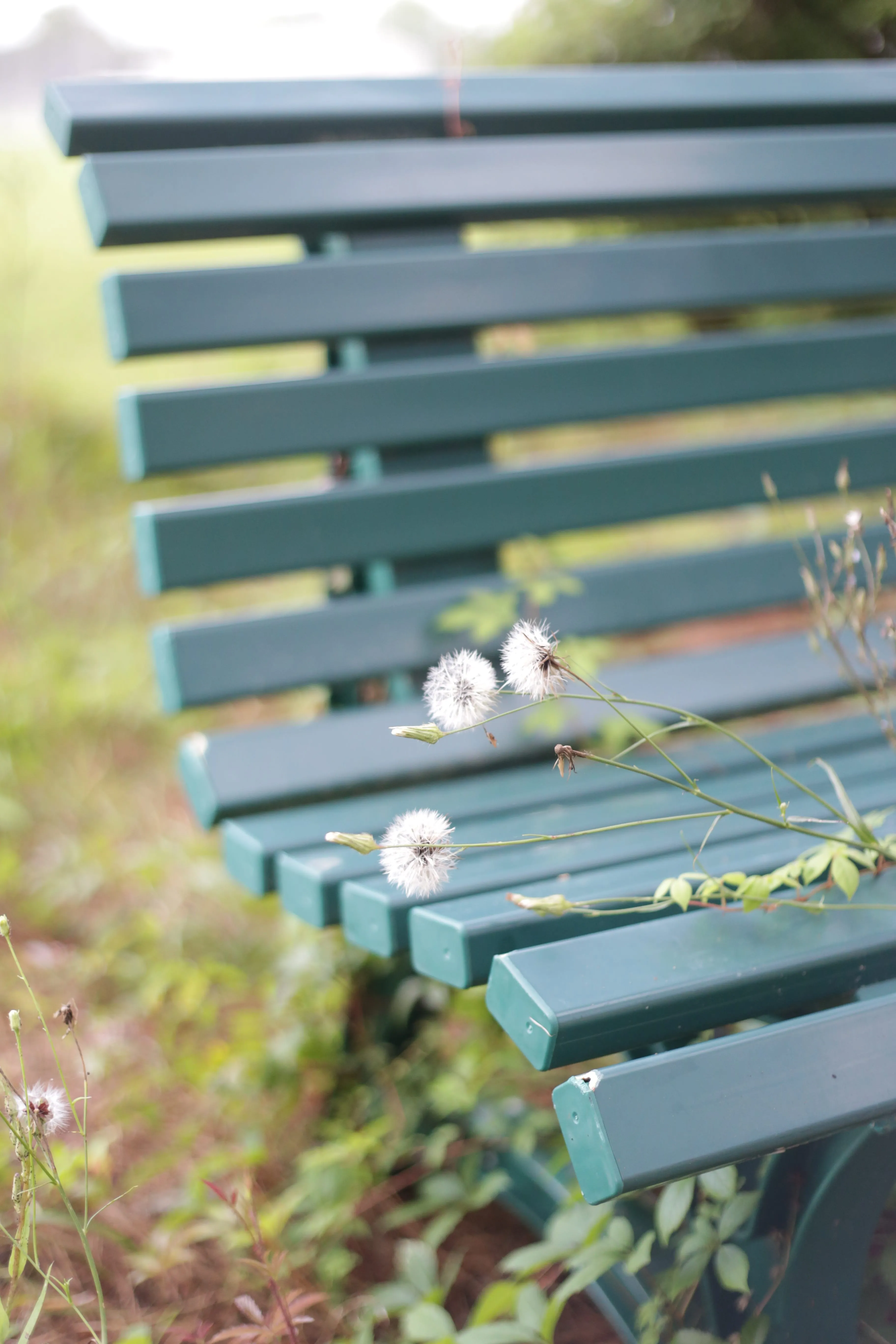 Dropped my lens cap and spent 30 minutes looking for it.